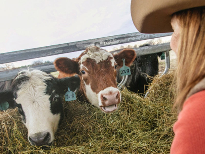 Two cows in front of a bale of hale looking at a cowgirl that is looking at the cows
